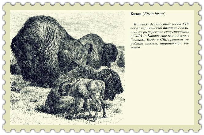 Бизон (Bison bison)