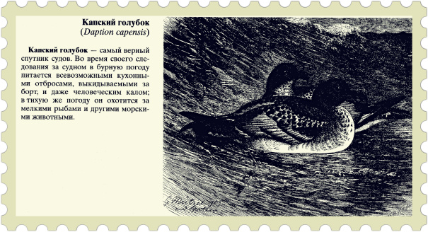 Капский голубок (Daption capensis)